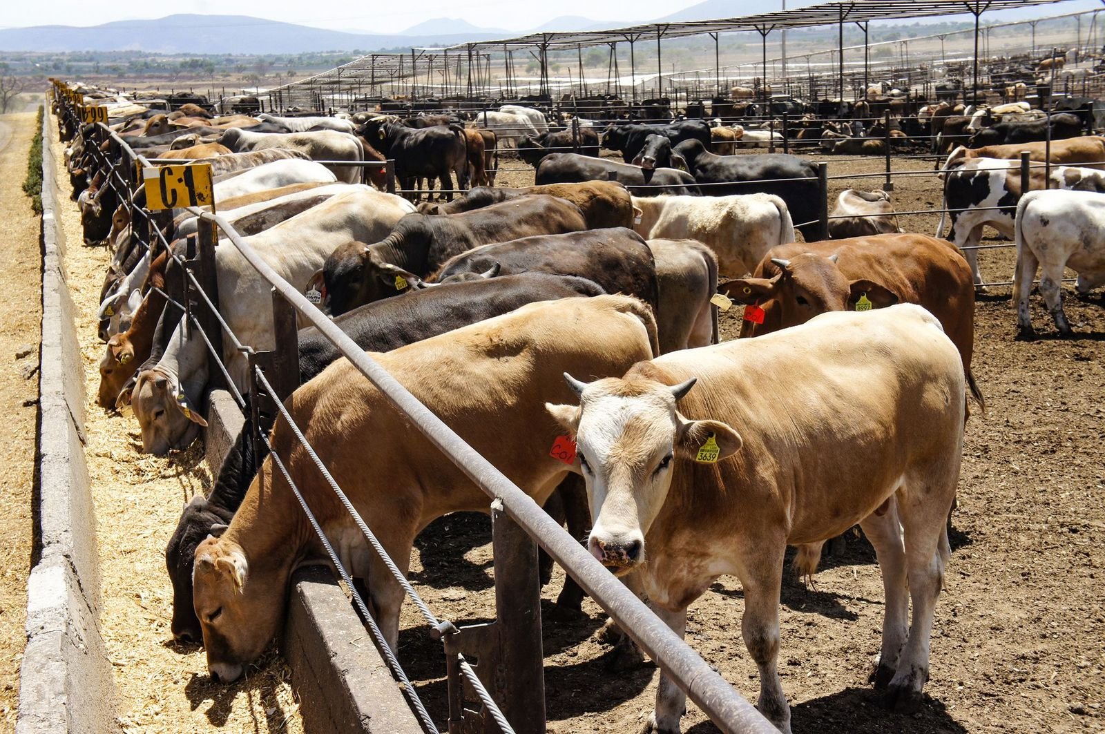 Senasica pidió a su contraparte en EU avanzar en estatus zoosanitario de tb